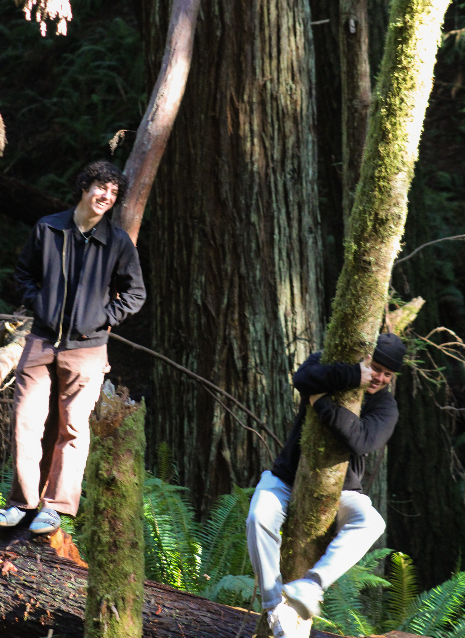 Two people in a redwood forest. One laughing, the other climbing a young tree like a sloth